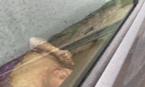 Wife Getting Taken In The Back Of A Redditors Car While I Play Lookout